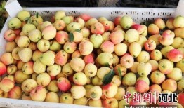 石家庄水果最新爆料微信,微信爆料带你尝鲜！